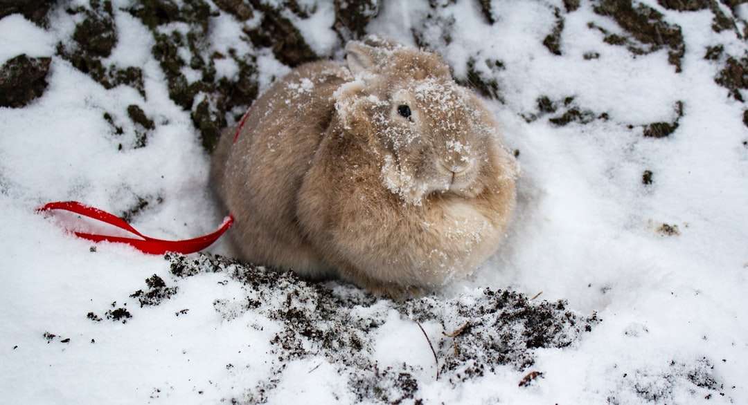 lapin brun sur sol couvert de neige puzzle