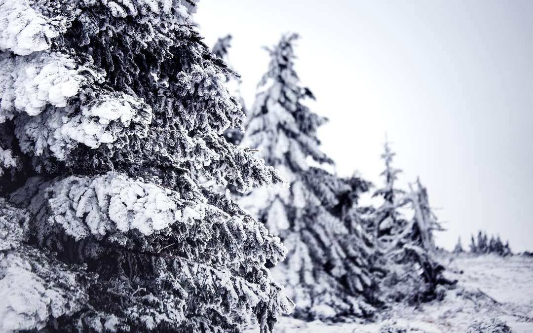 zdjęcie w skali szarości drzewa pokrytego śniegiem puzzle online