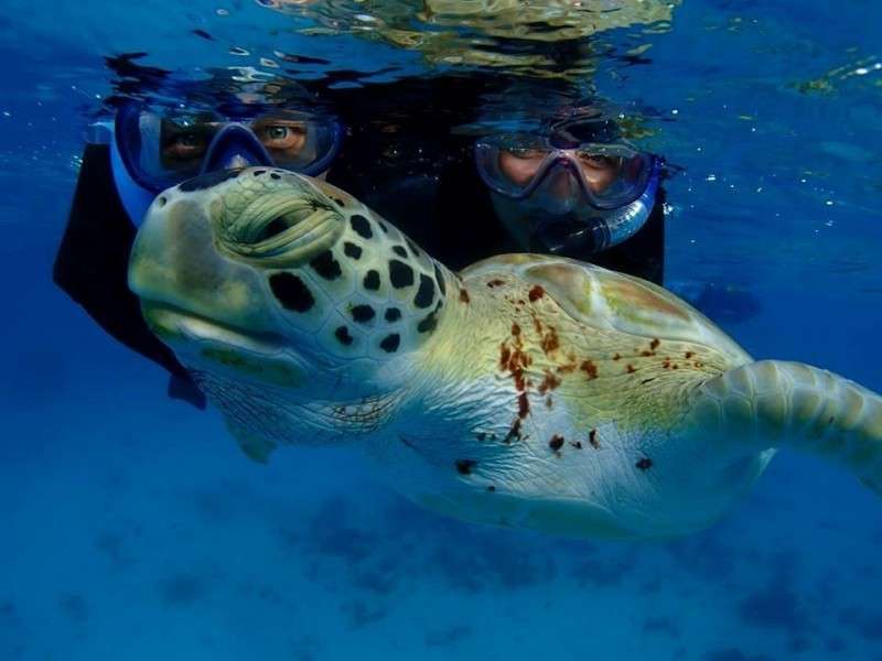 nurkowanie z żółwem na malediwach puzzle online