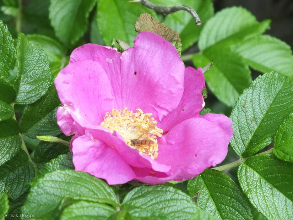 kwiat dzikiej róży puzzle online