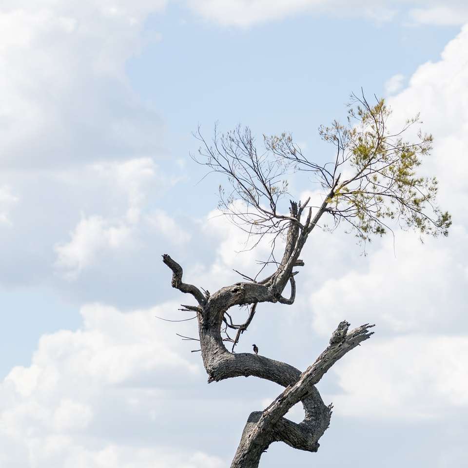 czarny ptak na brązowej gałęzi drzewa w ciągu dnia puzzle online