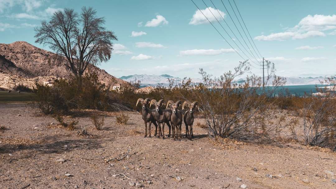 grupa koni na brązowym polu pod błękitnym niebem w ciągu dnia puzzle online