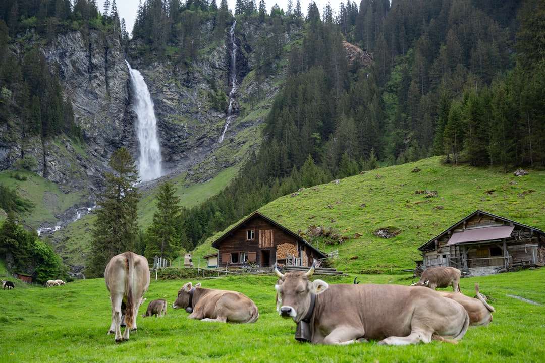 stado brązowych krów na polu zielonej trawie puzzle online