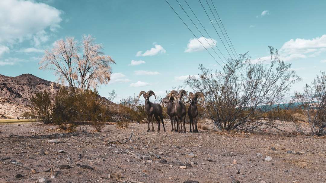 grupa kóz na brązowym polu pod błękitnym niebem w ciągu dnia puzzle online