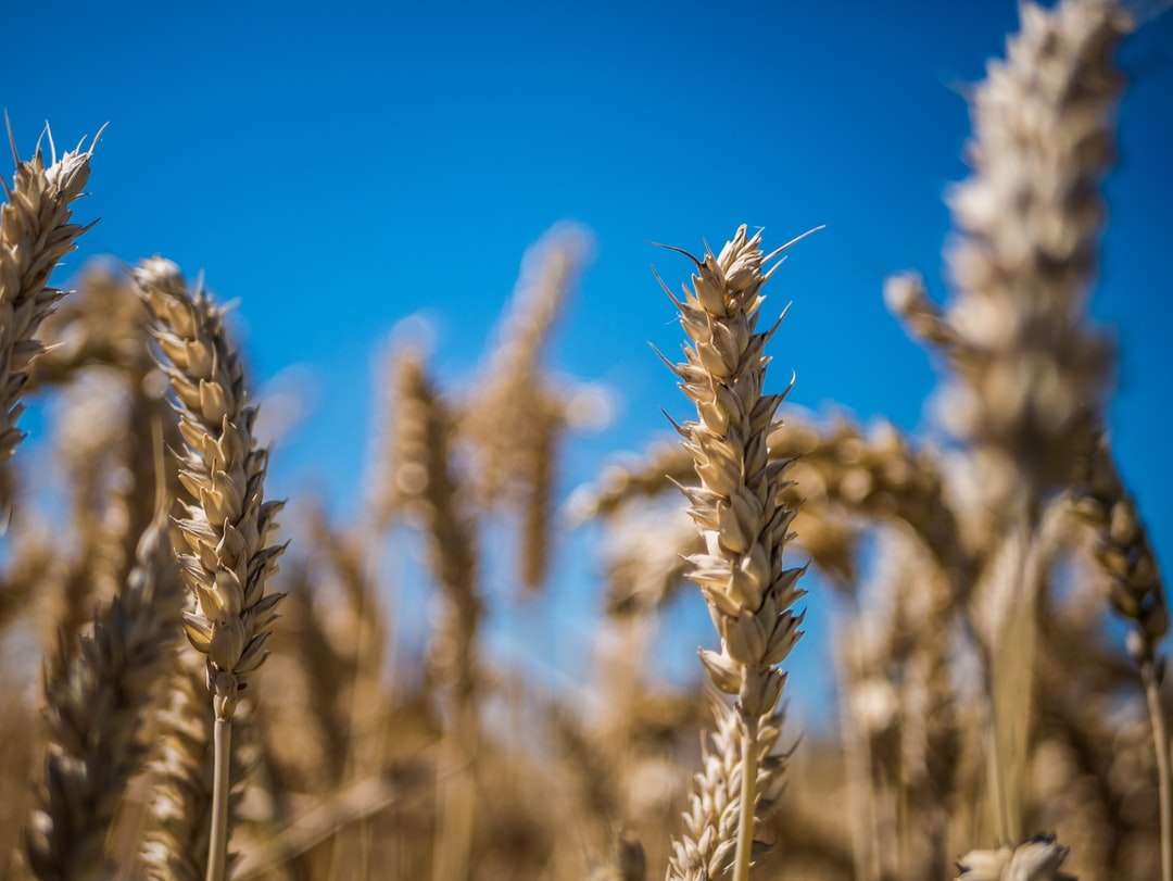 brązowe pole pszenicy pod błękitnym niebem w ciągu dnia puzzle online