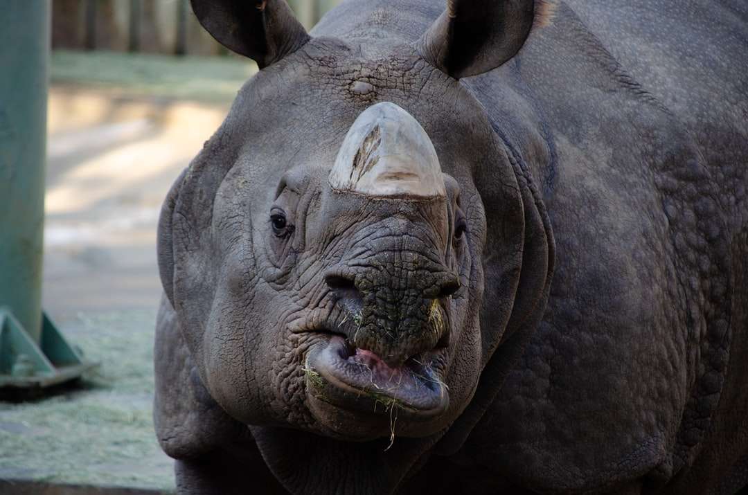 czarny nosorożec z zielonymi oczami puzzle online