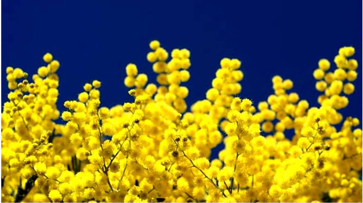 kwiaty mimozy puzzle online