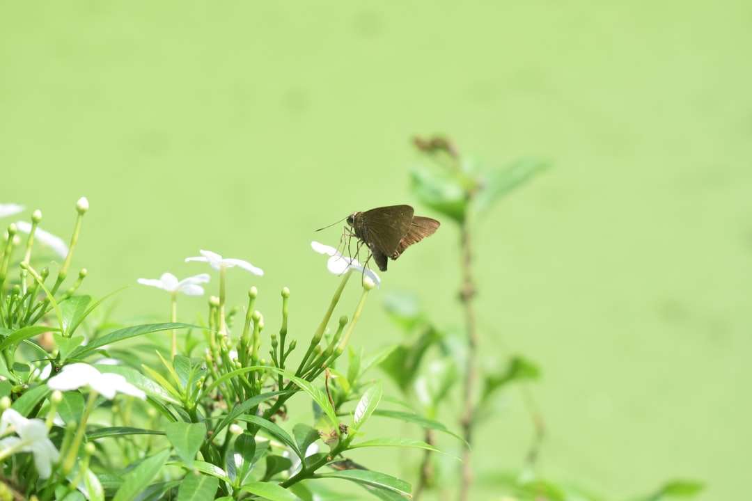 brązowy motyl siedzący na białym kwiecie puzzle online