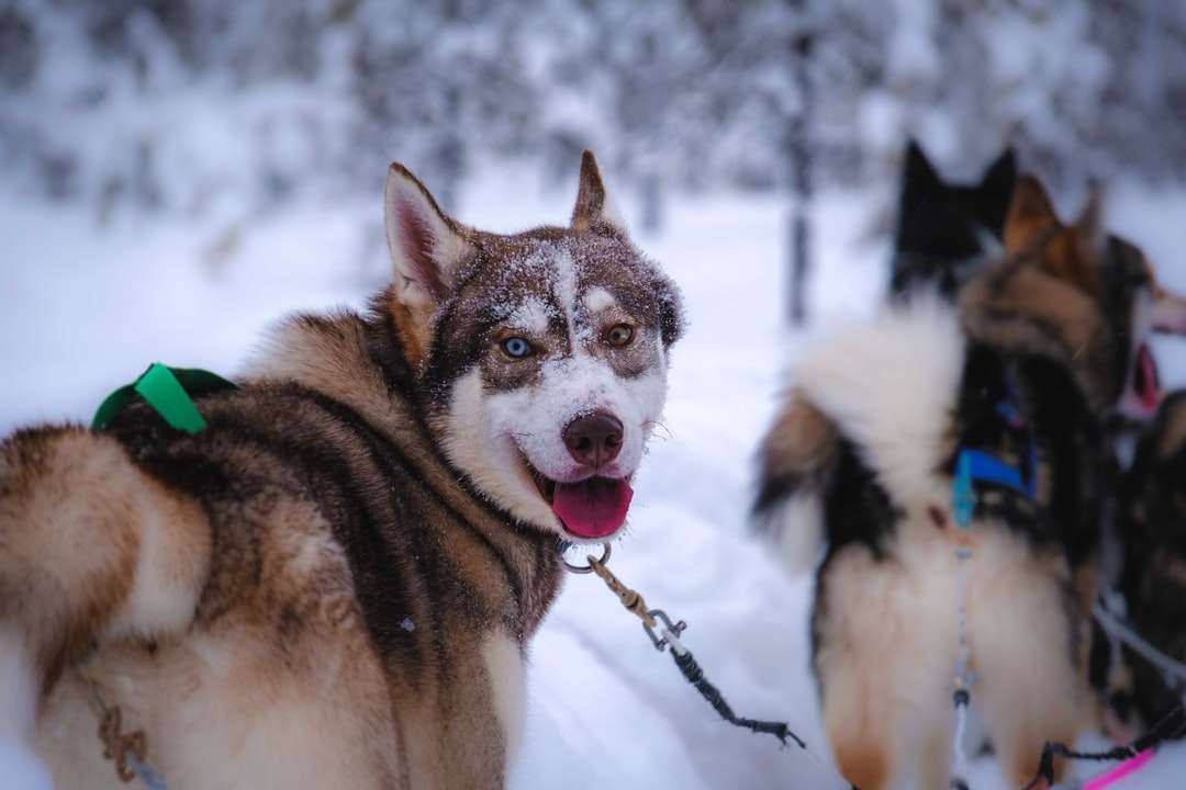 biały i czarny husky syberyjski na ziemi pokrytej śniegiem puzzle online