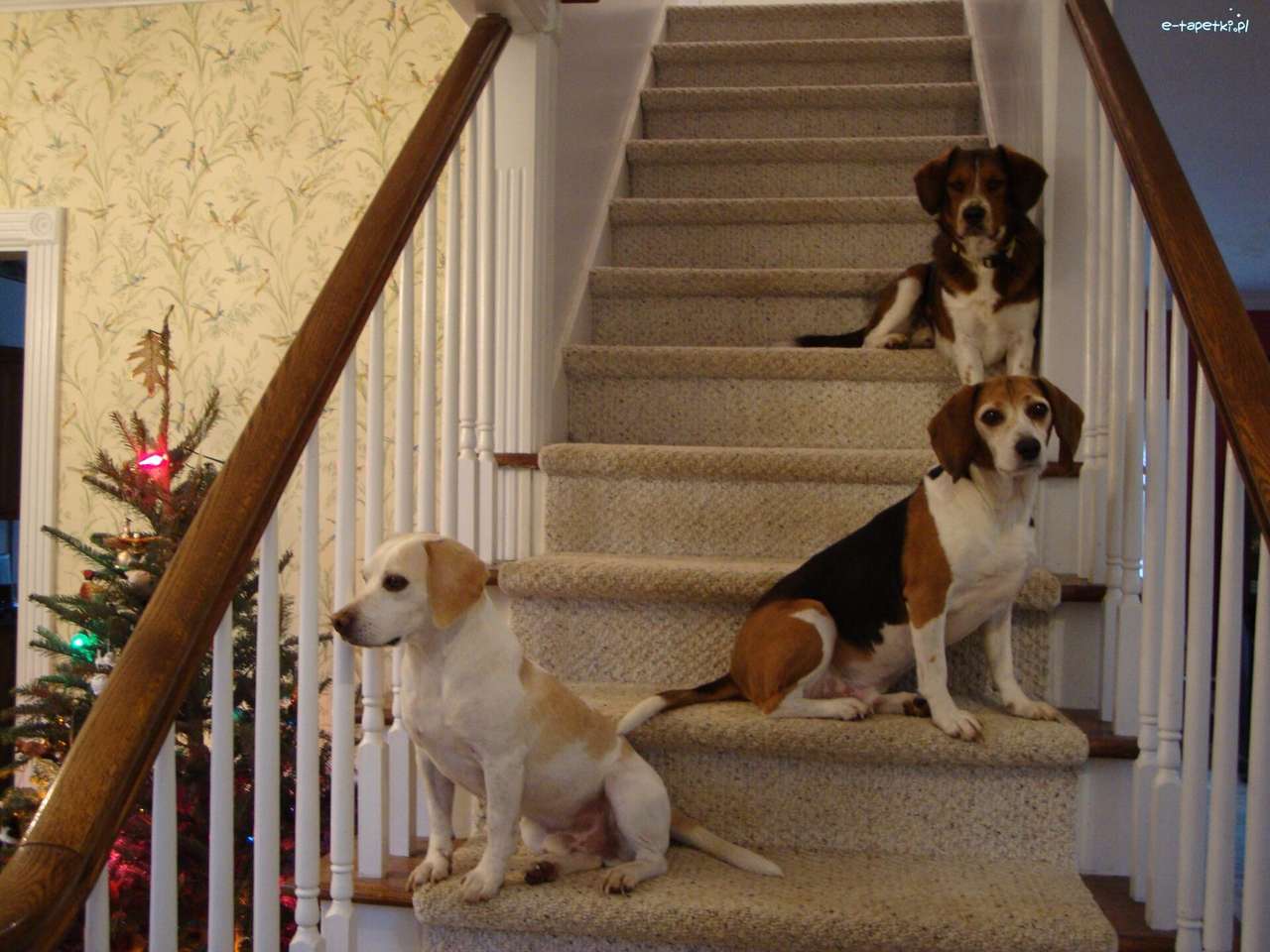 Beagle Harriery na schodach puzzle online
