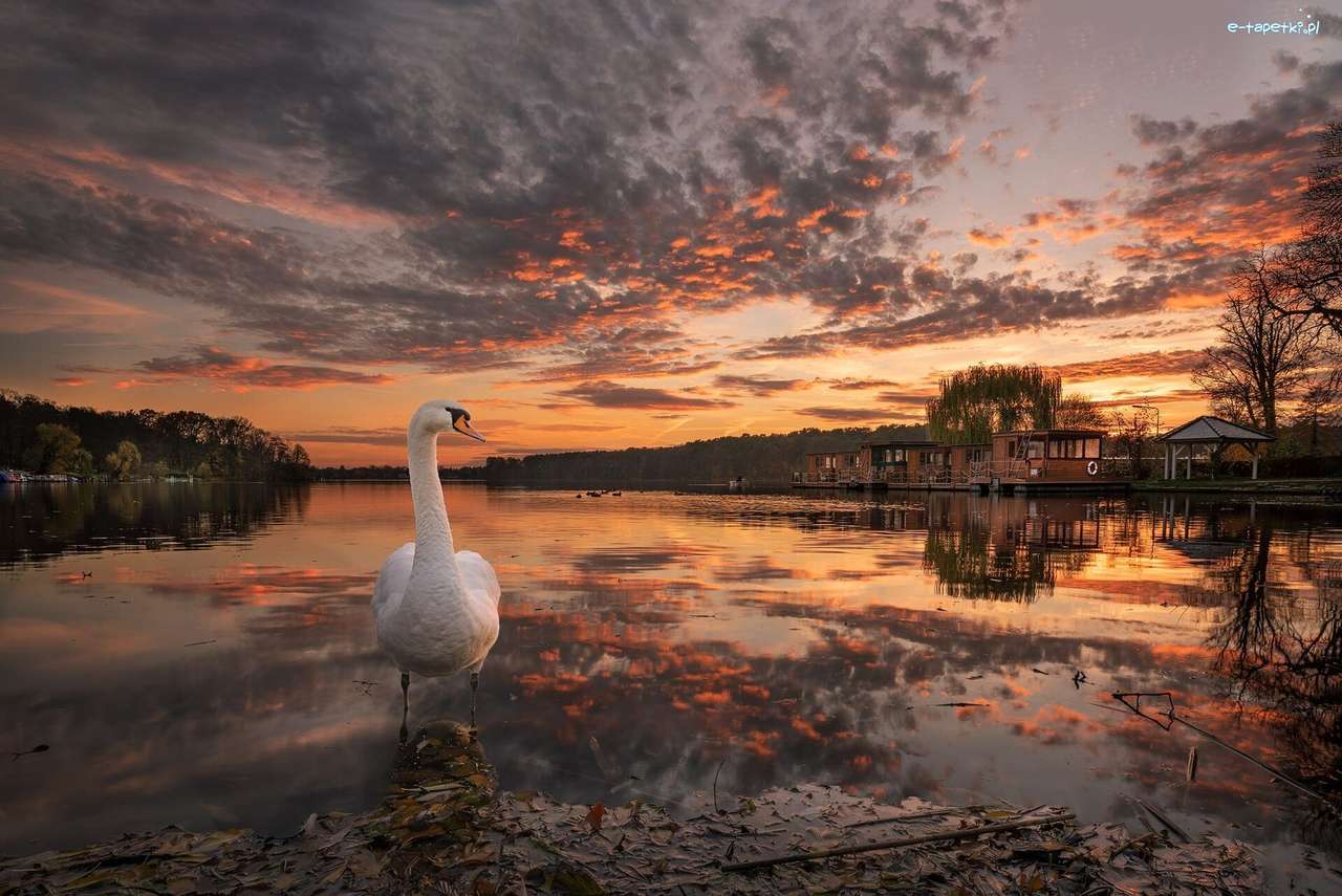 Swan, lake, sunset jigsaw puzzle