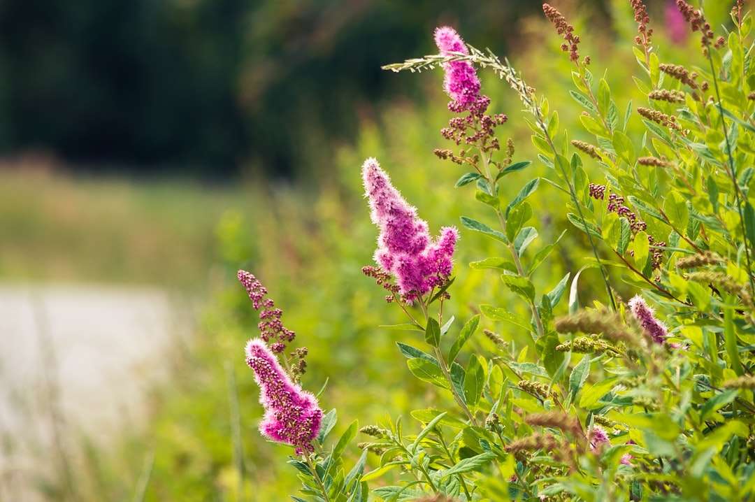 fioletowy kwiat w polu zielonej trawie w ciągu dnia puzzle online
