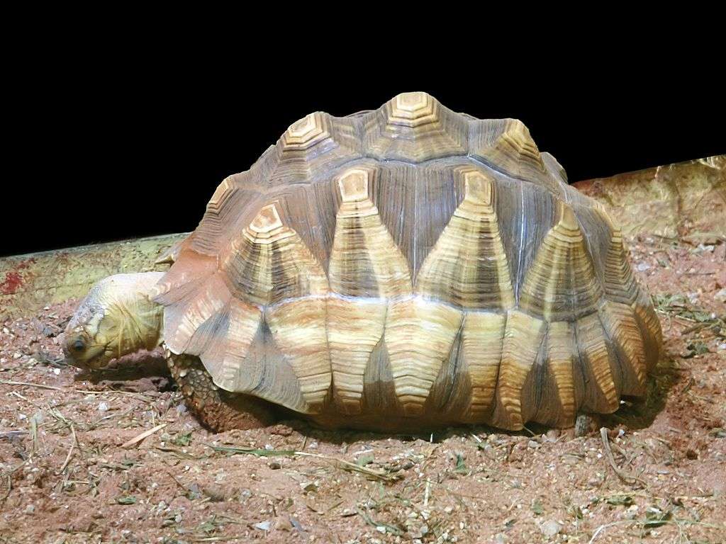 Żółw madagaskarski puzzle online
