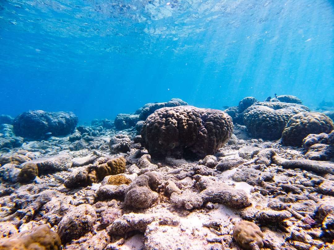 szara i czarna rafa koralowa pod wodą puzzle online