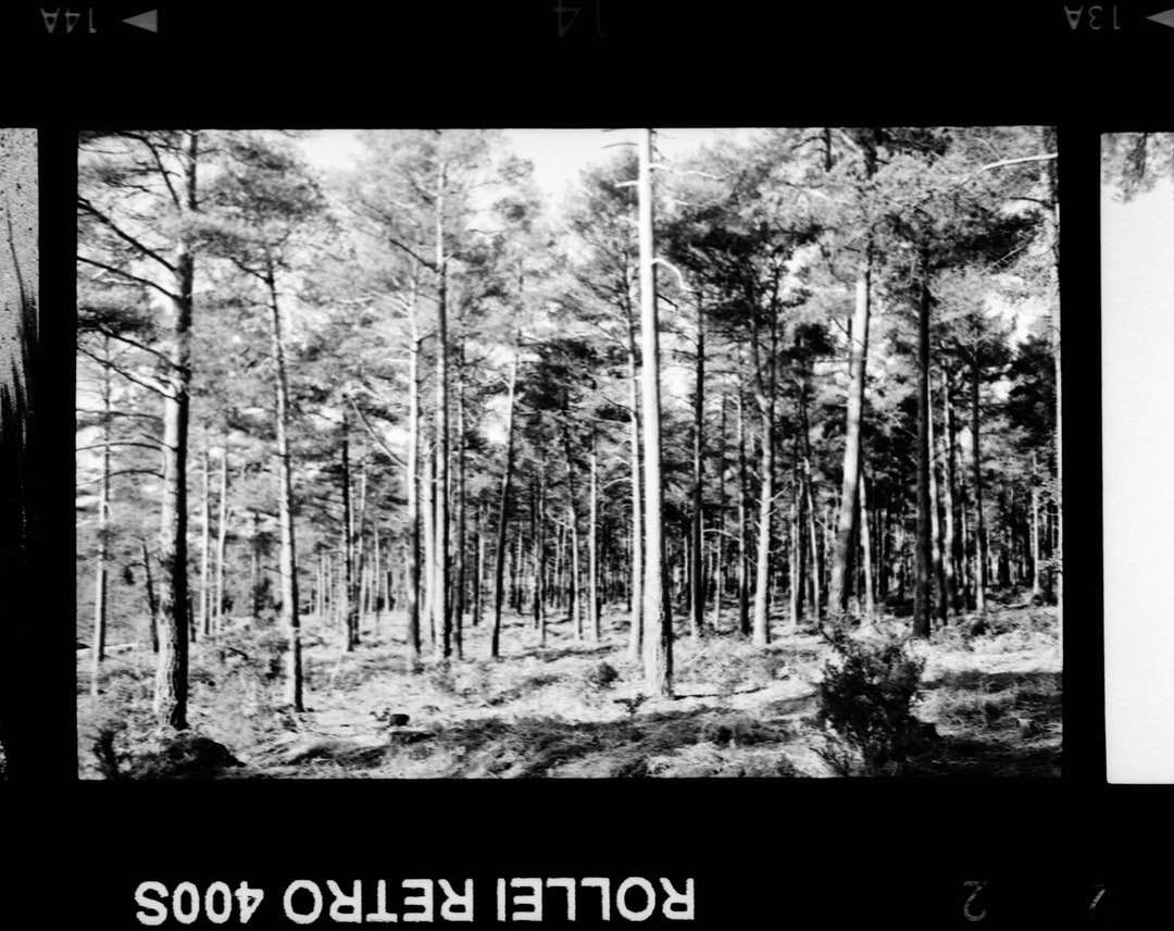 zdjęcie w skali szarości lasu w ciągu dnia puzzle online