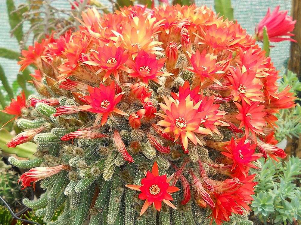 kwitnący obficie kaktus puzzle online