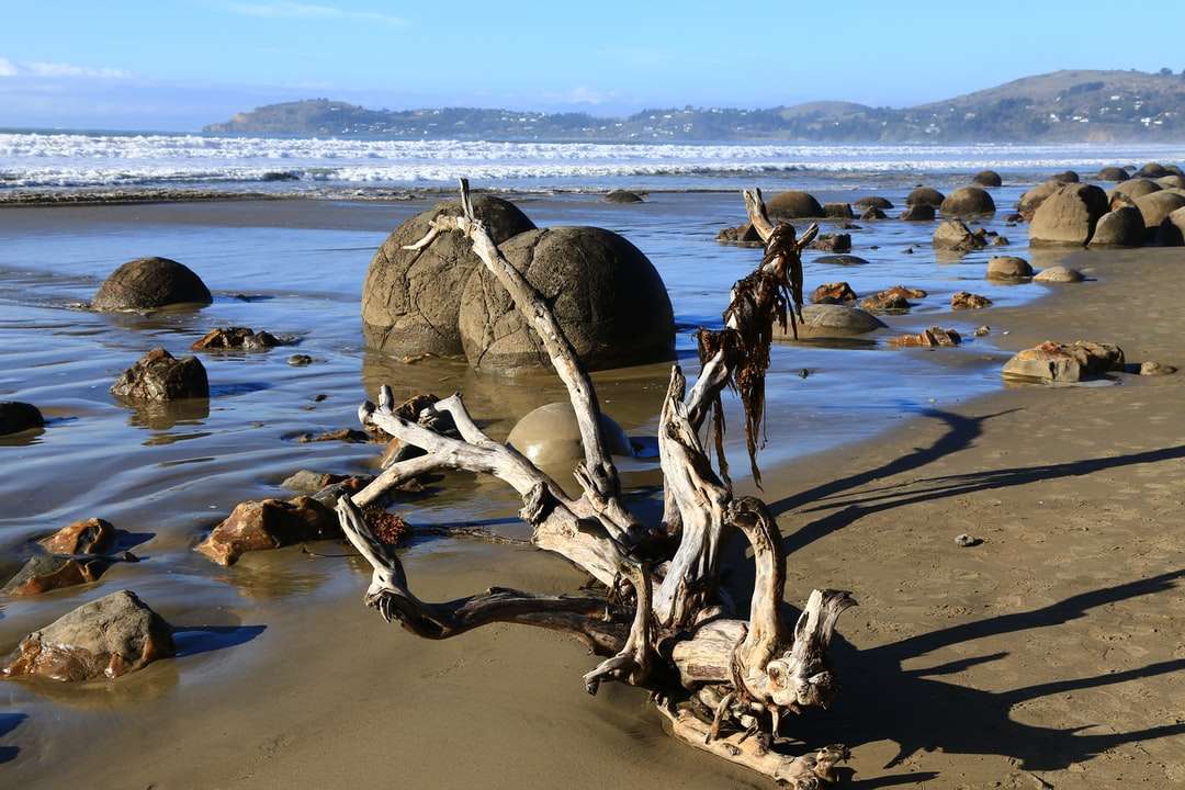 brązowe drewno na plaży w ciągu dnia puzzle online