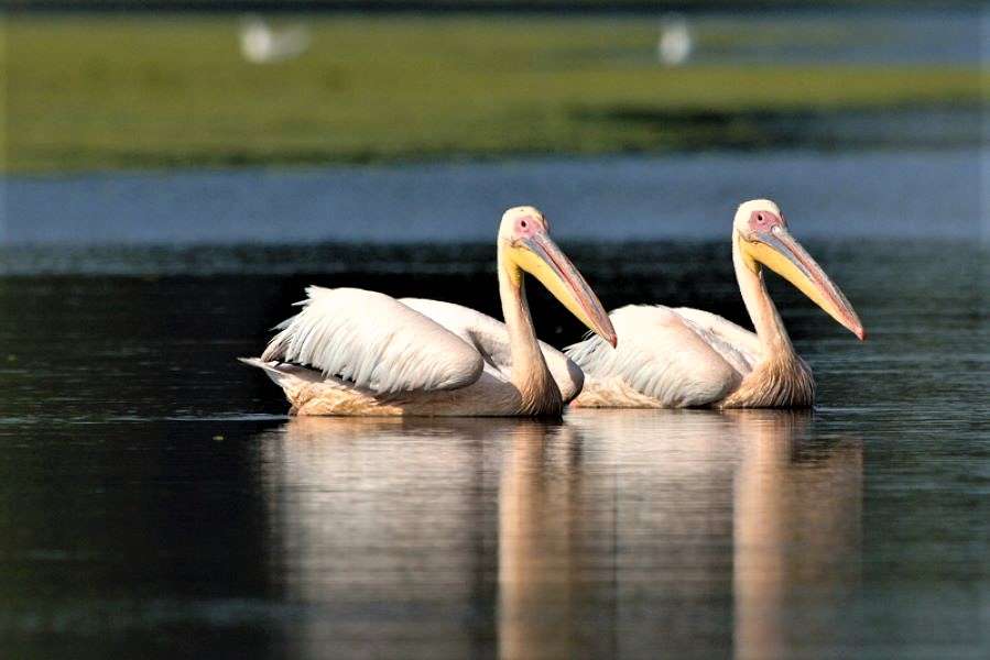Para pelikanów w delcie Dunaju w Rumunii puzzle online