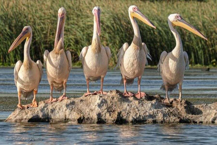Grupa pelikanów w delcie Dunaju w Rumunii puzzle online