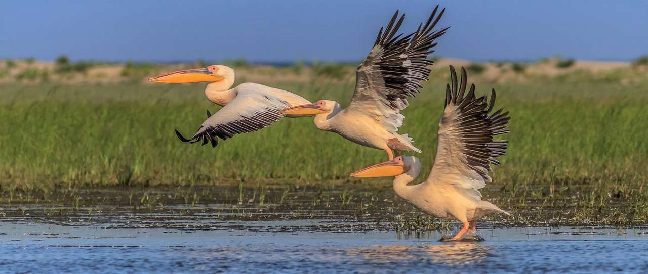 Pelikany w locie w delcie Dunaju w Rumunii puzzle online