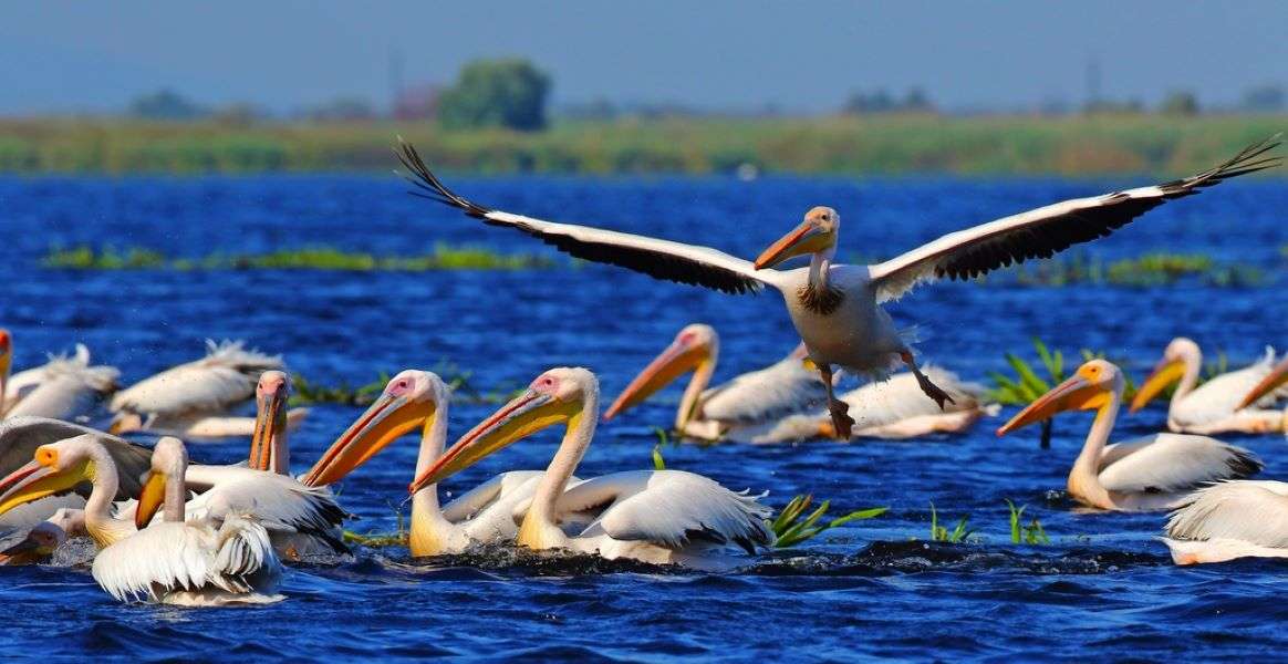 Pelikánok a vízen a romániai Duna-deltában kirakós játék