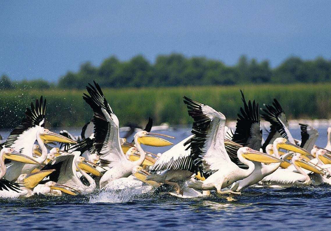 Pelikany na wodzie w delcie Dunaju w Rumunii puzzle online