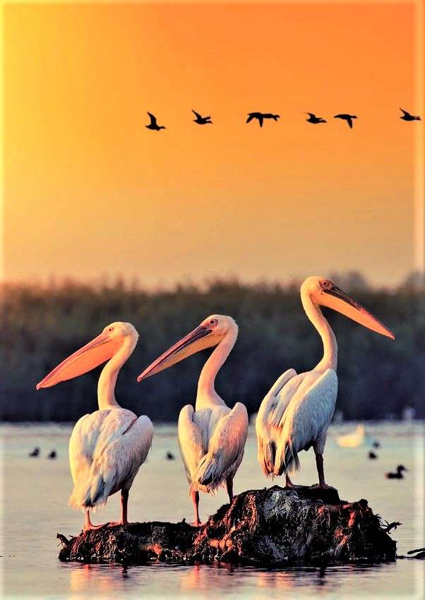Trio pelikanów w delcie Dunaju w Rumunii puzzle online