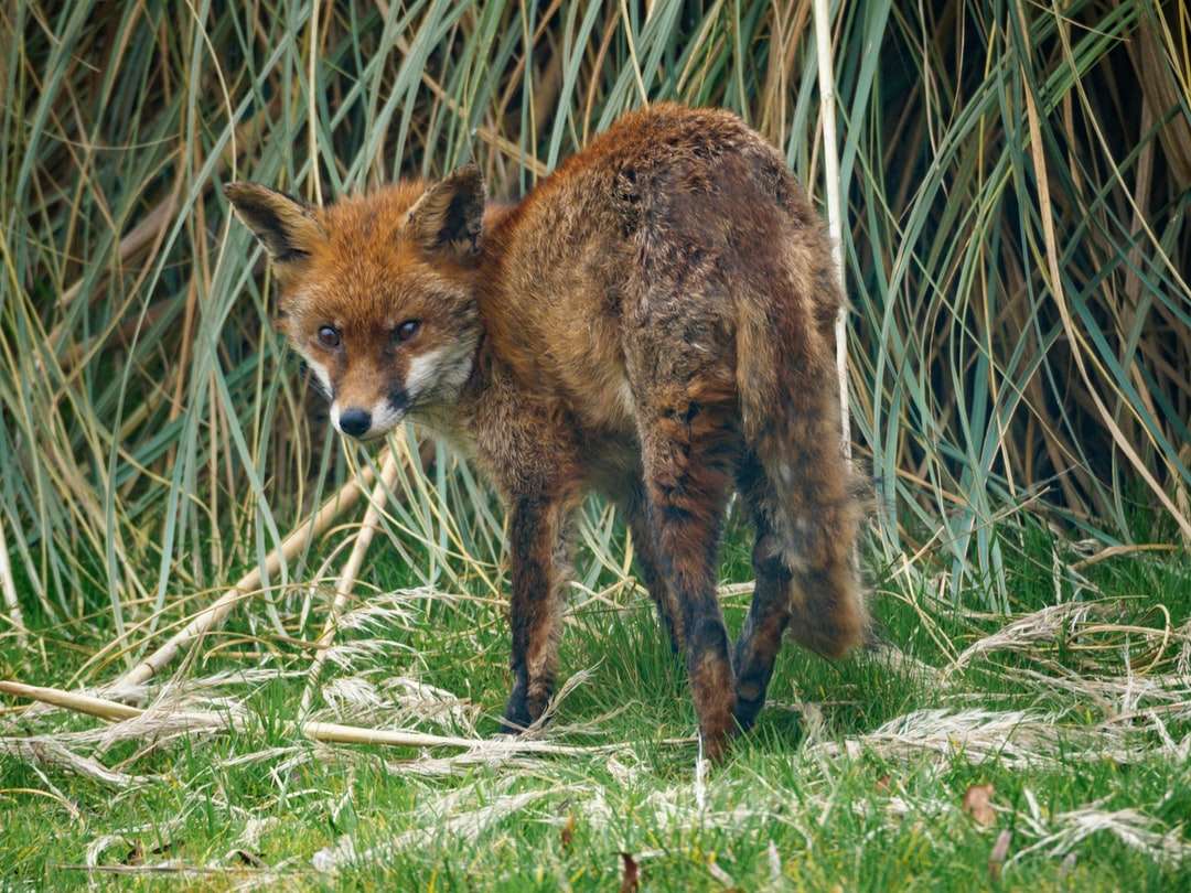 brązowy lis na zielonej trawie w ciągu dnia puzzle online