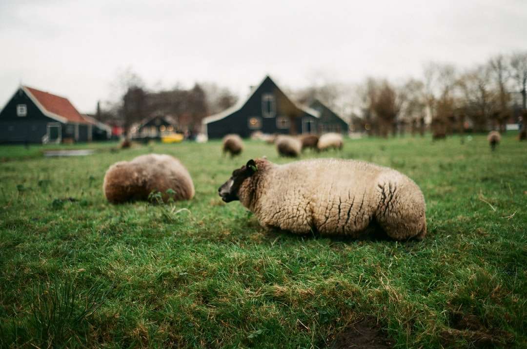 owce na polu zielonej trawie w ciągu dnia puzzle online