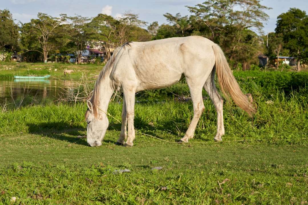 biały koń na polu zielonej trawie w ciągu dnia puzzle online