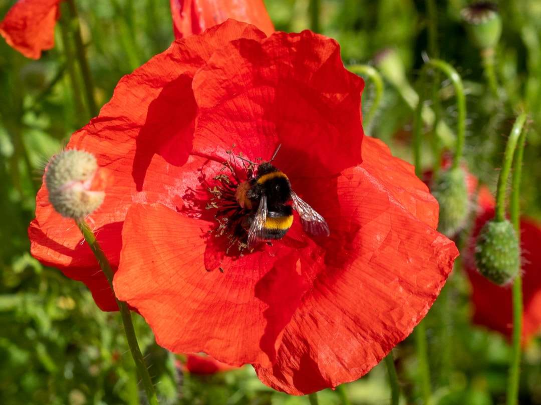 pszczoła miodna siedząca na czerwonym kwiatku w fotografii z bliska puzzle online