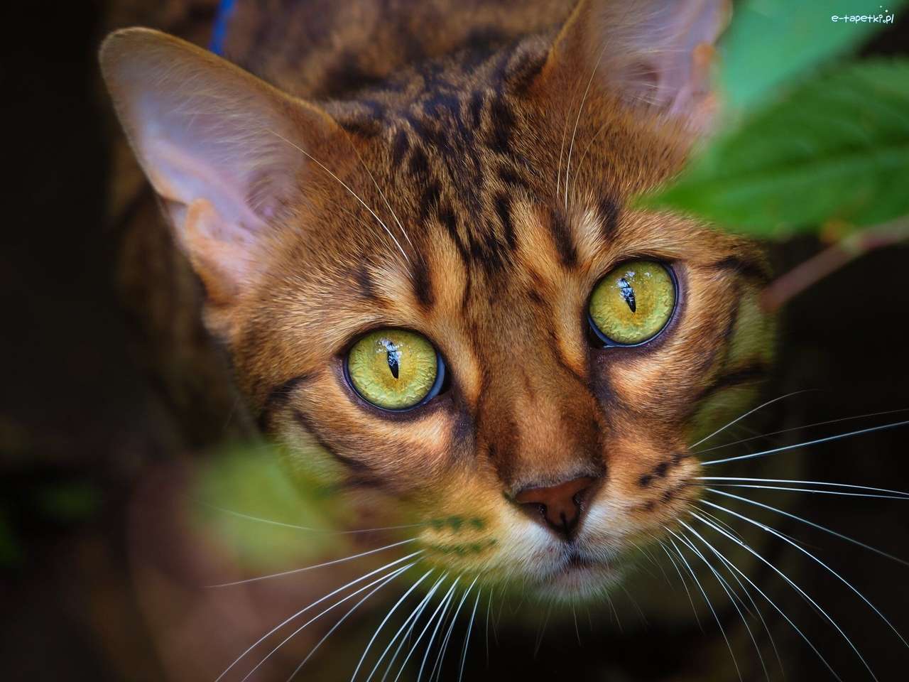 zielone oczy kota puzzle online