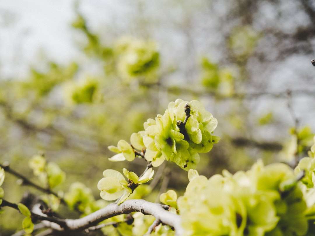żółte kwiaty na brązowej gałęzi drzewa puzzle online