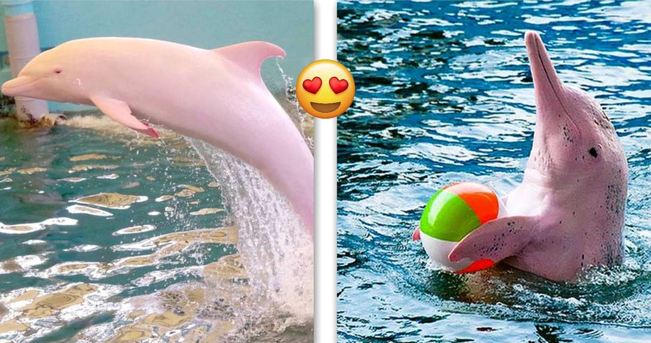 Różowy delfin puzzle online