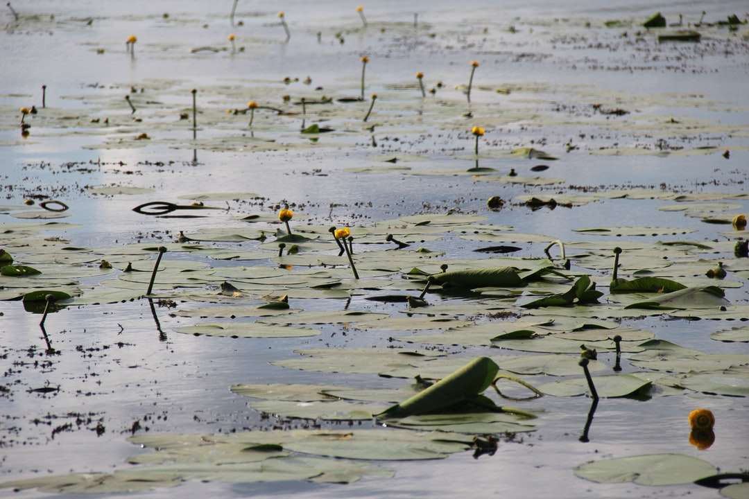 zielone lilie wodne na wodzie puzzle online