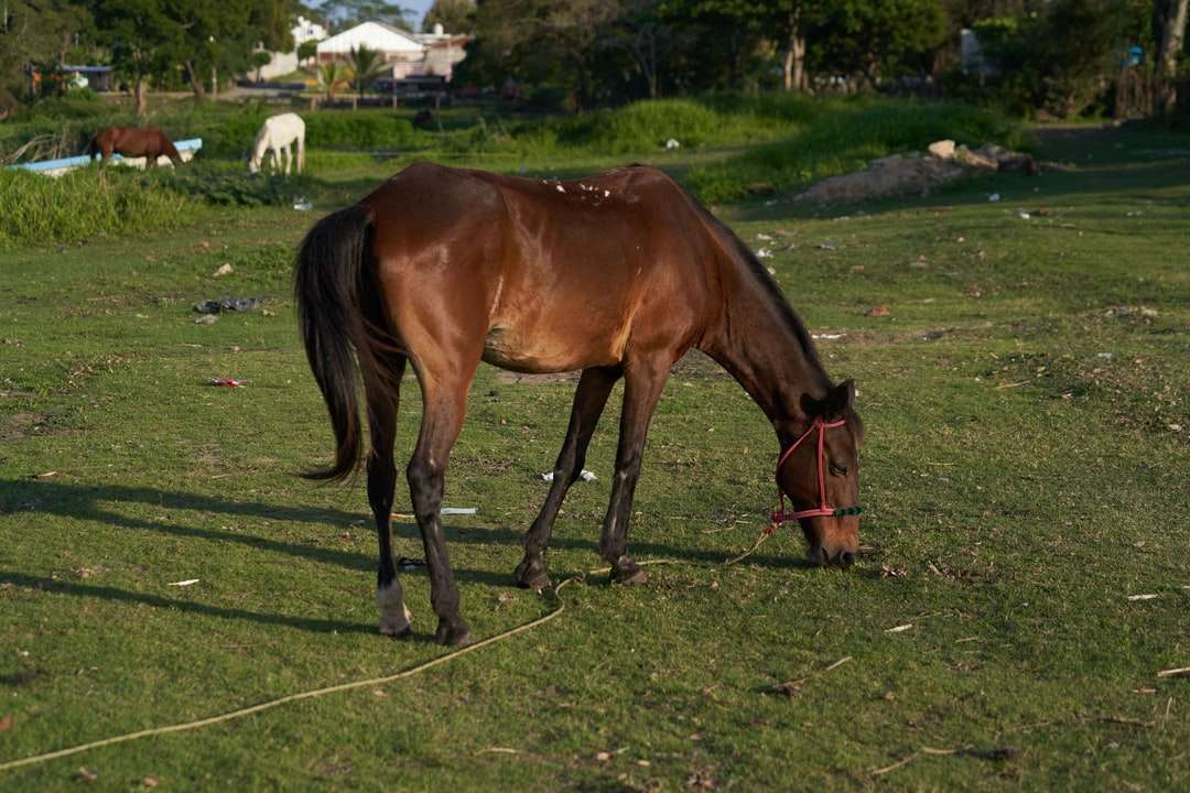 brązowy koń jedzący trawę na zielonym polu trawy w ciągu dnia puzzle online