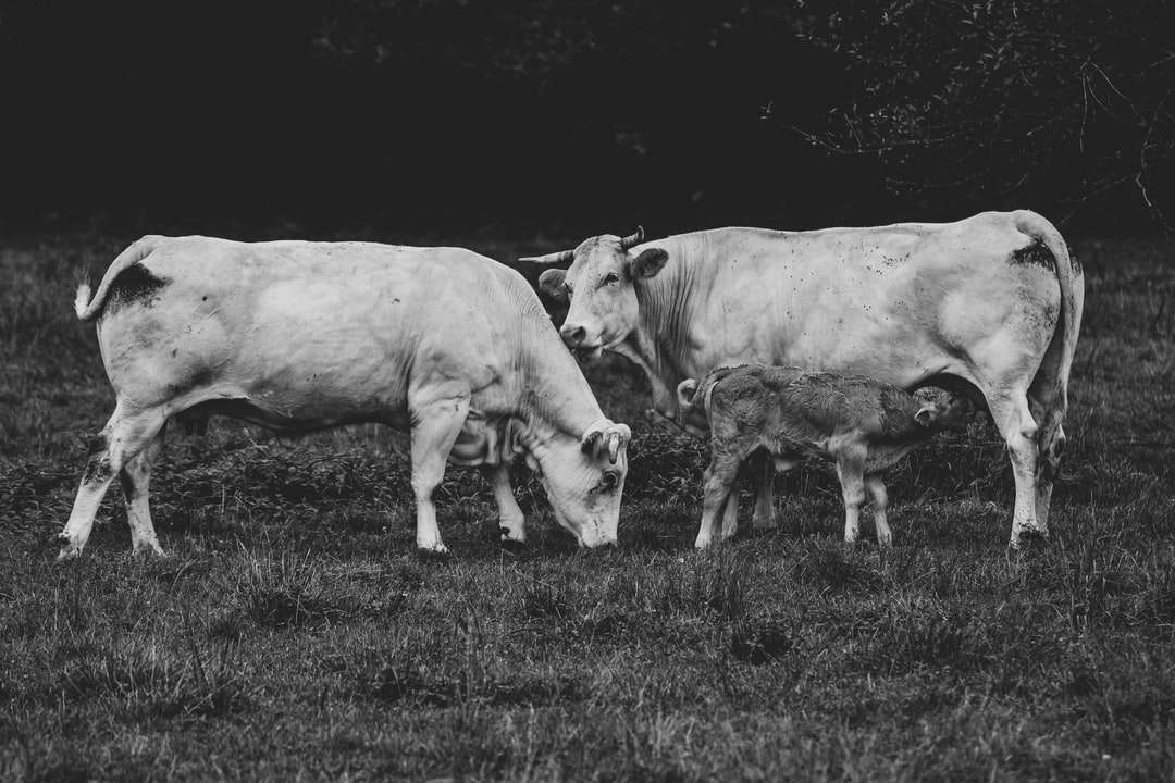 Foto en escala de grises de la vaca en el campo de hierba rompecabezas