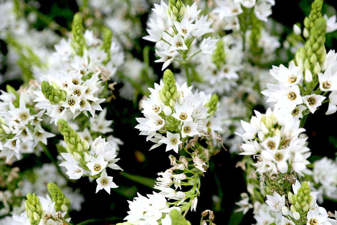 białe kwiaty w soczewce z funkcją tilt shift puzzle online