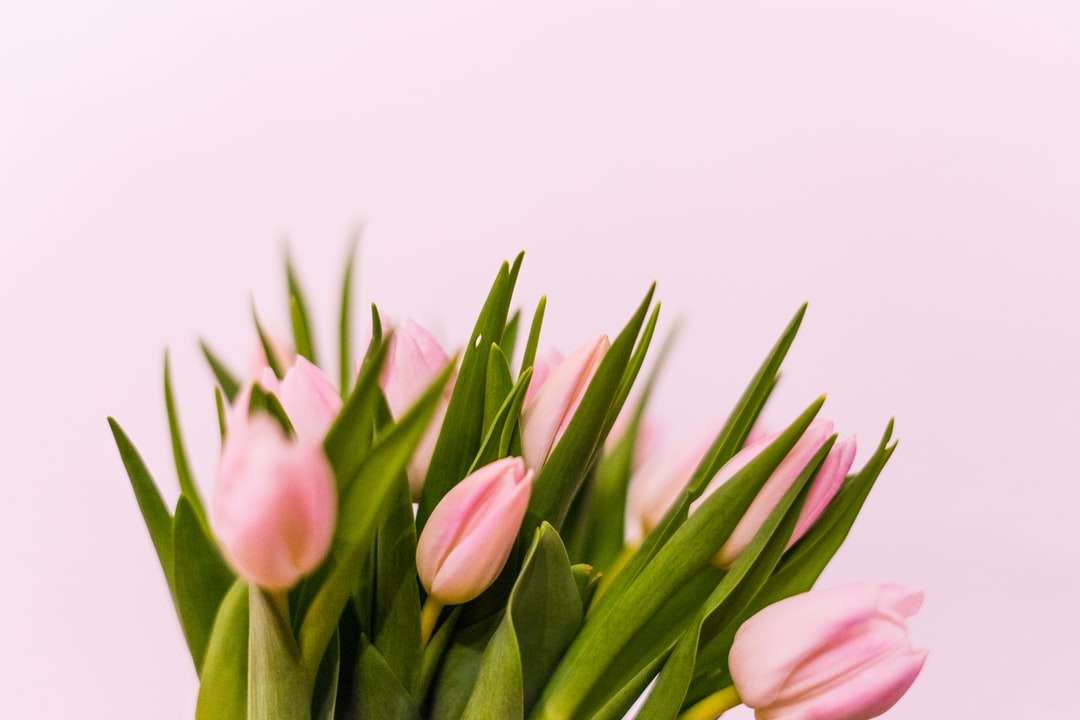 różowe tulipany na białym tle puzzle online