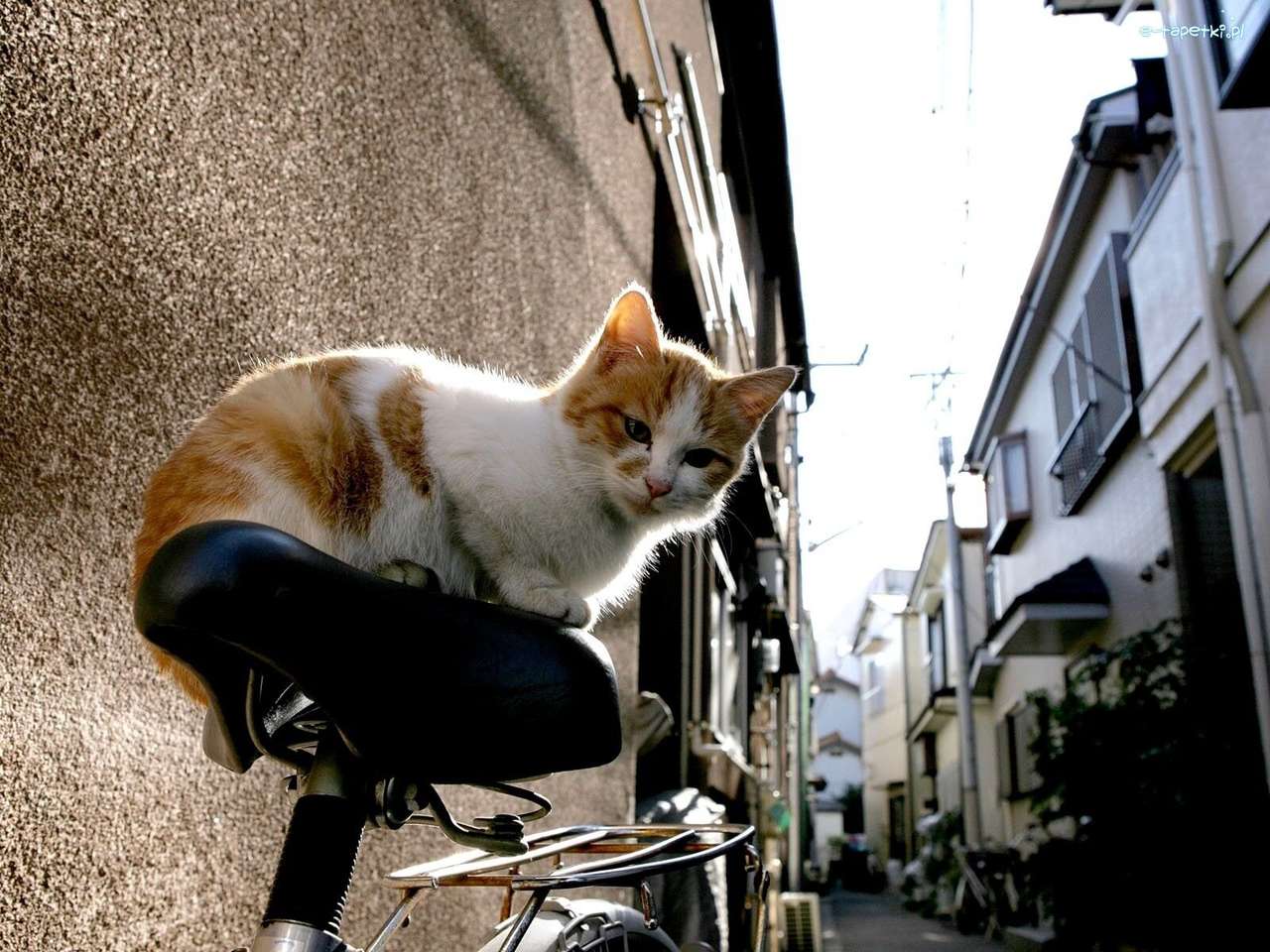 kotek na siodełku rowerowym puzzle online
