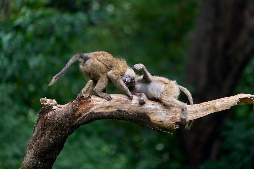 brązowe małpy na brązowej gałęzi drzewa w ciągu dnia puzzle online