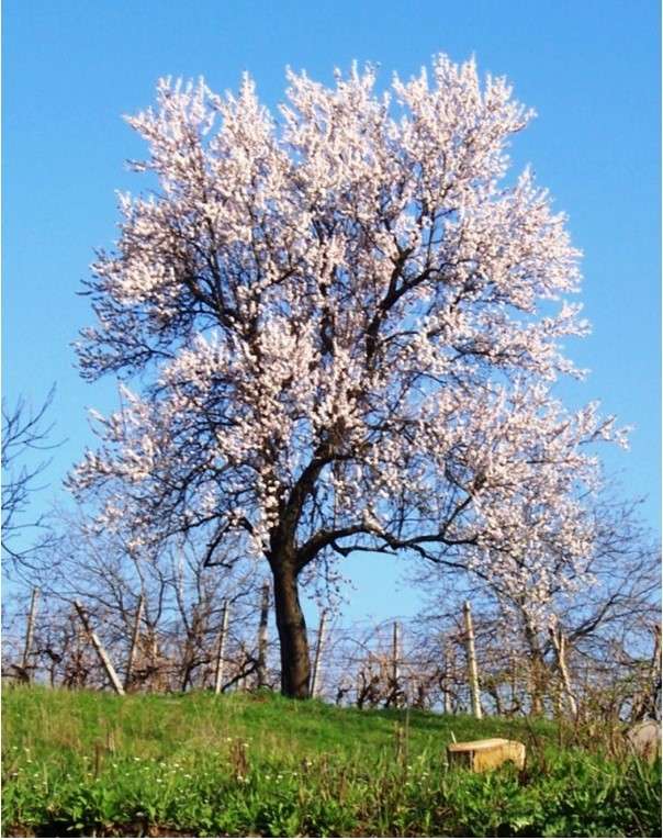 Drzewo wiosny puzzle online