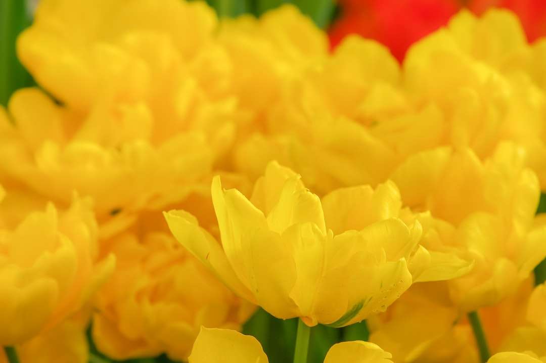 gele bloem in macrolens legpuzzel