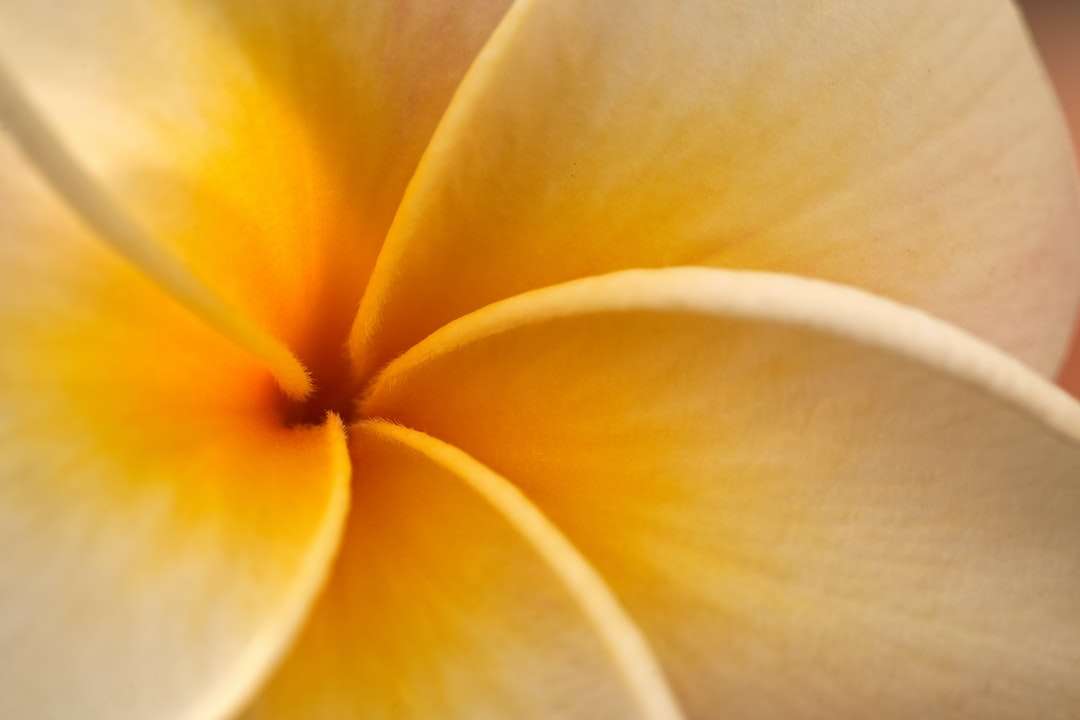 żółty i biały kwiat w fotografii makro puzzle online