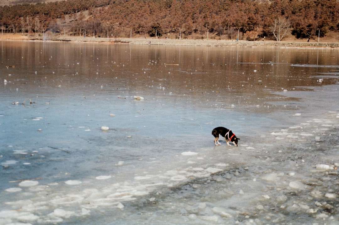 czarno-biały pies krótkowłosy biegnący po wodzie puzzle online