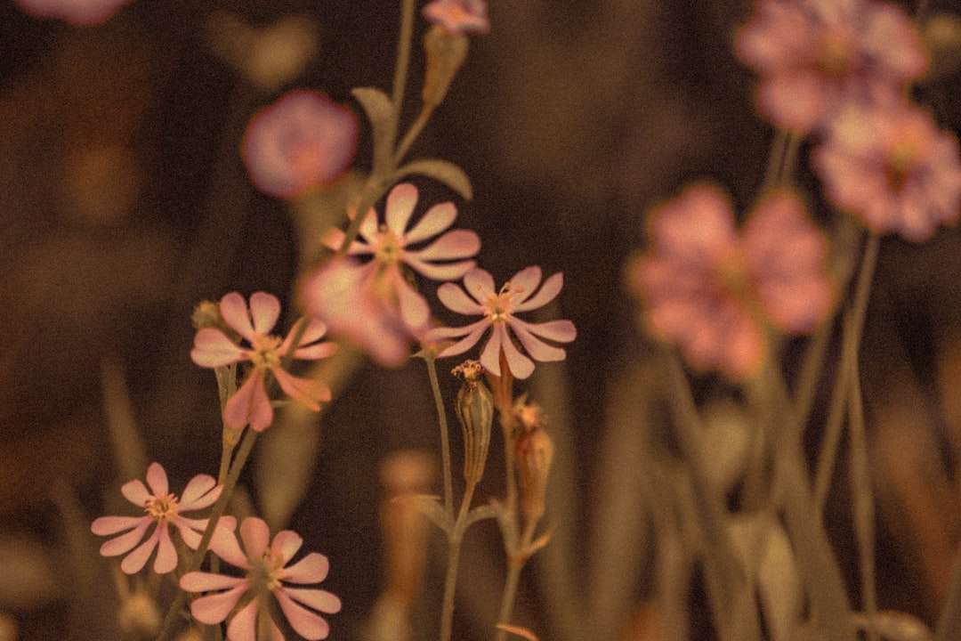 białe i brązowe kwiaty w soczewce z przesunięciem nachylenia puzzle online
