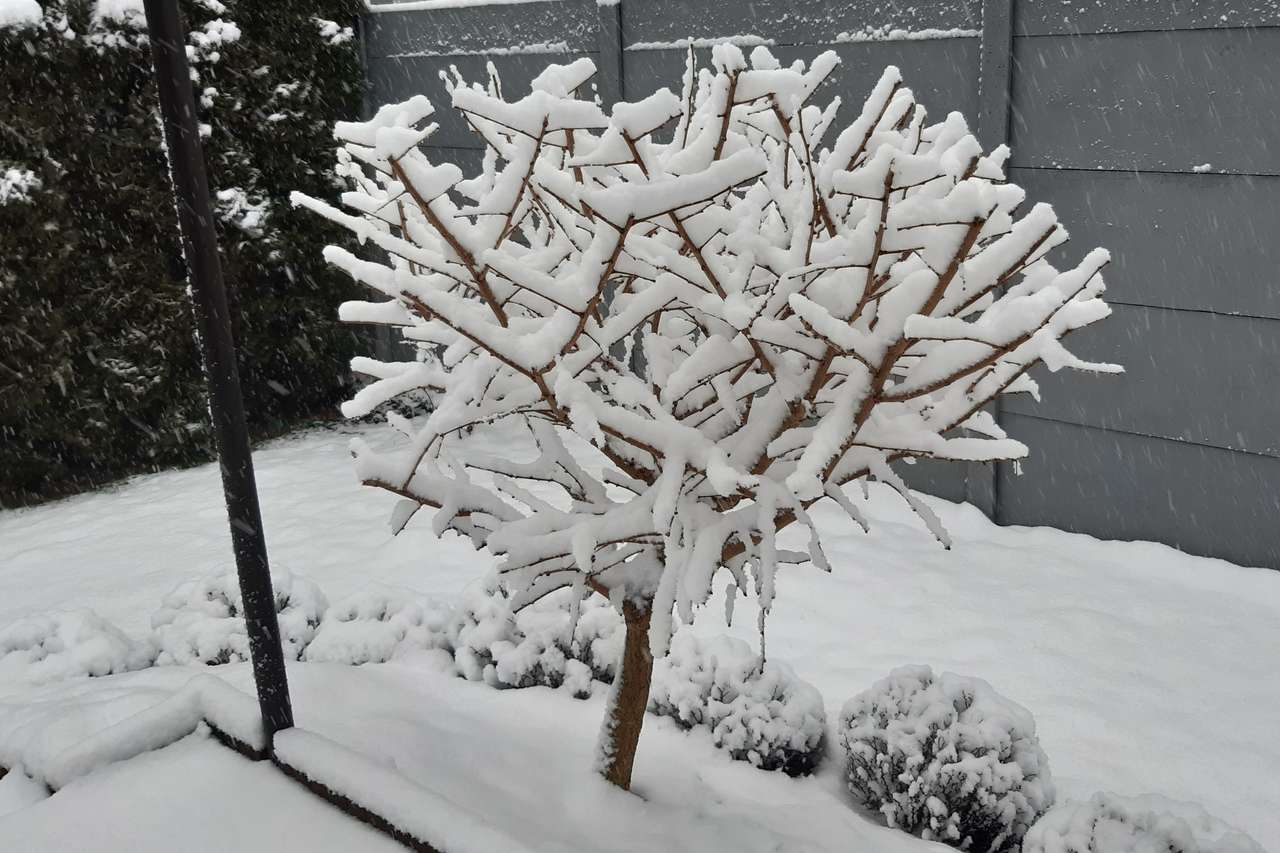 zimowe drzewko puzzle online