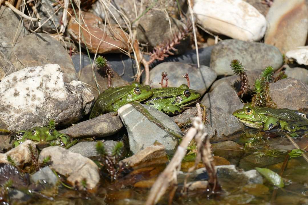 zielona żaba na brązowej i szarej skale puzzle online