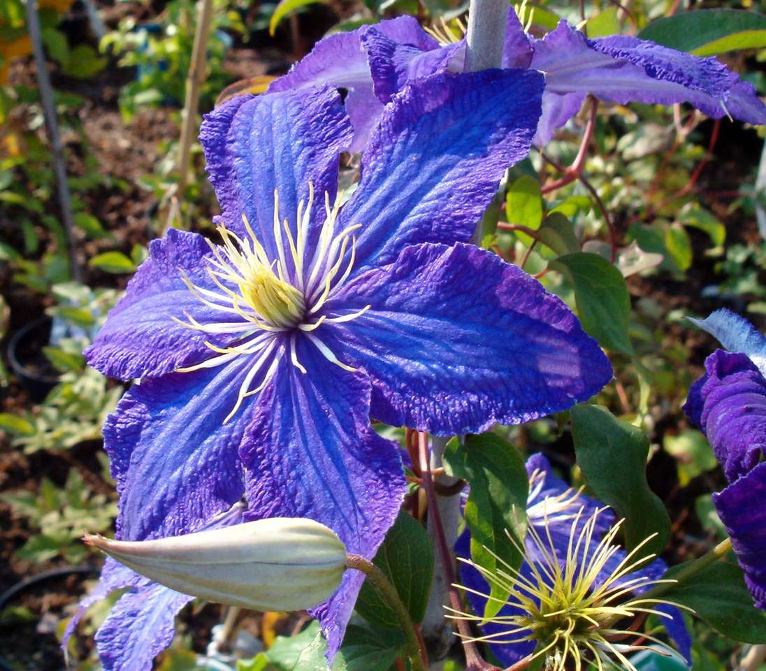 Clematis Charme Puzzle