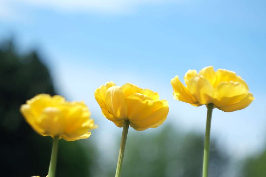 żółty kwiat w soczewce tilt shift puzzle online